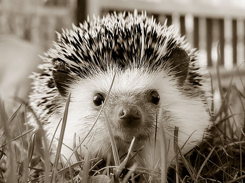 эволюция ежа