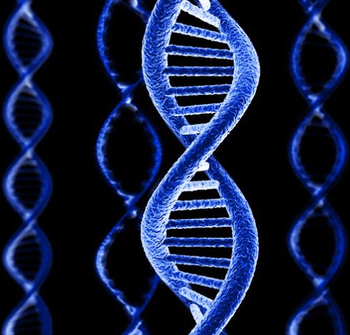 днк характер