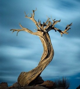 гнилое дерево